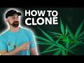 Watch Me Cut Cannabis Clones Step-by-Step Demo