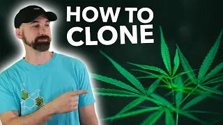 Watch Me Cut Cannabis Clones Step-by-Step Demo