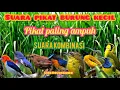Download Lagu Suara burung kecil ribut paling ampuh | suara pikat semua jenis burung kecil | burung kecil kejepit