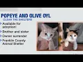 Curious kittens Popeye and Olive Oyl are looking for their purr-fect furever homes