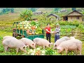 Lagu Use Truck To Harvesting Wild Vegetable \u0026 Many Pigs Goes To Market Sell - Daily Farm