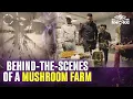 From NFL to Fungi 10-Year NFL QB Jake Plummer s Mushroom Farm Tour