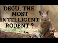 Download Lagu Are Degu the Most intelligent rodent in the world
