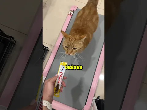 Comment ils aident LES CHATS obèses à perdre du poids...!! 😳🐈