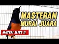 Lagu Masteran MURAI BATU JUARA || Materi Elite #juaranasional 