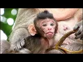 🐒Animal Monkeys🐒update new baby cute monkey like all family monkeys