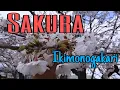 Lagu SAKURA- IKIMONOGAKARI lagu jepang enak di dengar