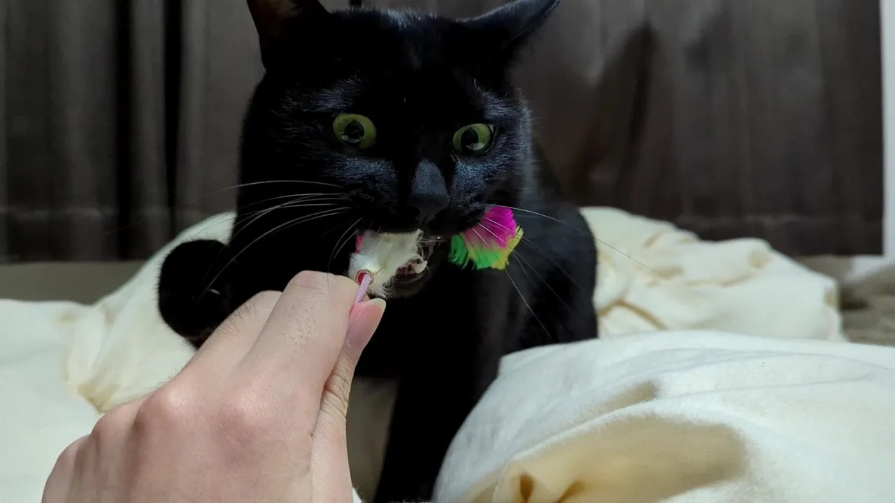 布団に隠れた猫じゃらしを掘りだして味わう猫【黒猫ロコちゃん】