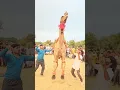Download Lagu unt ka jump mele me #camel #unt #animaldance