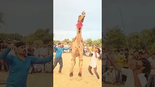 Unt Ka Jump Mele Me Camel Unt Animaldance 