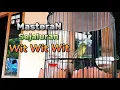 Download Lagu Masteran Pleci schiet in lijn Wit Wit Wit