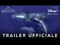 Video di Disney+ | I Segreti delle Balene - Serie Originale in Streaming dal 22 Aprile
