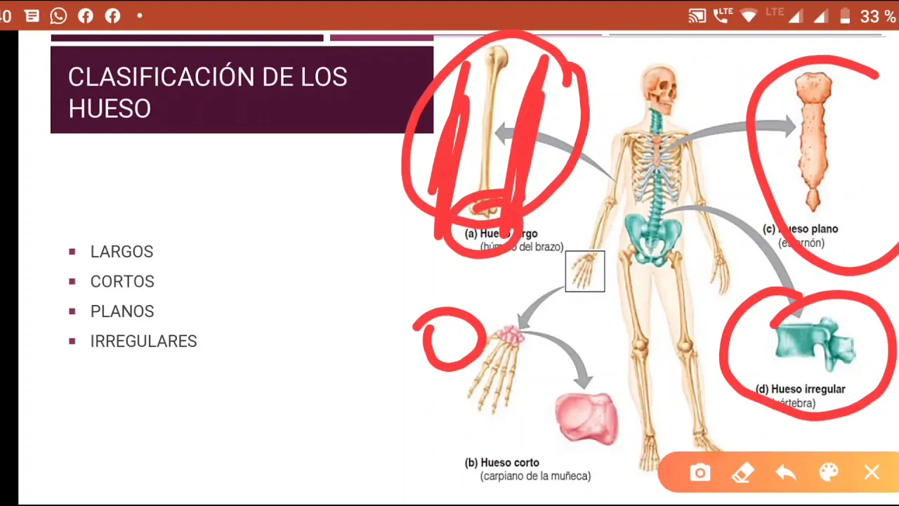 Anatomía y fisiologia del sistema oseo, formación y remodelación osea