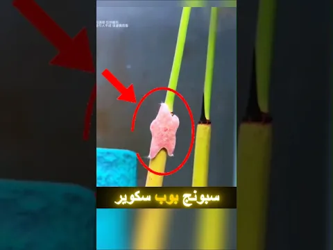 نهاية غير متوقعة👀 في قاع الهامور 😁#shorts