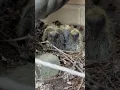 Pigeon Movie