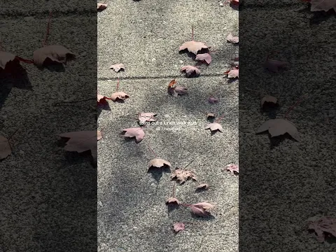 This is your sign to take your lunch walk