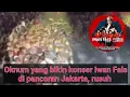 Download Lagu Oknum yang bikin konser Iwan Fals di pancoran jakarta jadi Rusuh ‼️