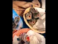 Download Lagu Musim bayi telah tiba! Waktunya memberi makan Baby House Finch