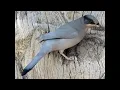 Download Lagu Burung penangkap lalat sutra, Hylocitrea, Hypocolius, dan burung pemakan madu Hawaii