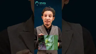 علاقة الضفادع الزجاجية بعلاج تجلط الدم 