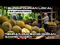 Lagu Likin Lumbung Durian Songgon Banyuwangi | Surga Durian Lokal Berkualitas