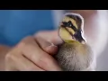 Dawn Commercial 2025