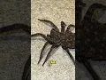 If You See This Spider in Your Home Don t Kill It