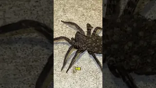 If You See This Spider in Your Home Don t Kill It
