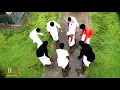 Download Lagu NATTAMANEYA BADUGA SONG (FULL VIDEO SONG)