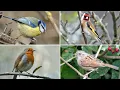 Download Lagu Panduan Identifikasi Burung di Taman Inggris - Nama dan Lagu Burung