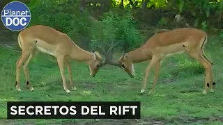 El Oasis de TANZANIA: vida y fauna en el Gran Valle del Rift | Planet DOC