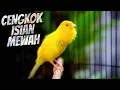 Download Lagu MATERI MEWAH buat LOMBA - MASTERAN KENARI ISIAN BLACKTHROAT GACOR DURASI PANJANG #02