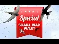 SPECIAL Suara Inap Walet  ini sebelumnya dijual Mahal lho..!