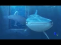 Finding Dory - Dory Destiny First Encounter