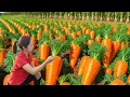 Download Lagu Harvest 10,000 Clean Carrots and Bring Them to the Market to Sell, Make Vegetable Salad