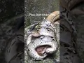 Download Lagu Rắn hổ chúa đối đầu với trăn và cái kết #shortvideo #snake #dongvat #animals #wildlife #shortsvideo