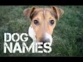 male Dog Names that start with b