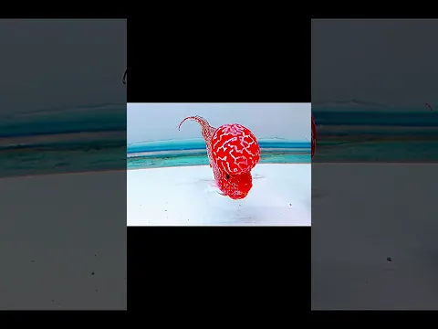 Cá la hán siêu đẹp