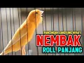 Download Lagu KENARI GACOR PANJANG Emosi Cuit Cuit NGEROL AMPUH utk Pancingan Kenari Paud dan Masteran Murai Batu 