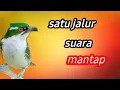 Lagu Satu suara masteran burung ini di jamin burung jadi mewah