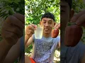 Pertama kali minum air perasan jambu mete #airjambumete
