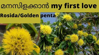 Download Rosida yellow / Golden penta / firstlove plant / rosidaplant care in malayalam /Rosella plant MP3