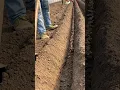 Ginger planting manually (no mechanization) #satisfying #shots