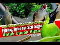 Download Lagu Masteran Terbaik Auto Ngotot Tembakan Kasar, Pijantung, Kaptem dan Cucak Jenggot Untuk Cucak Hijau