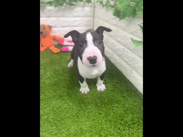 動画