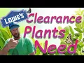 Watch This Before Buying Plants At Lowes