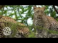 Download Lagu Serengeti National Park, Tanzania  [Amazing Places 4K]