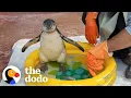 Download Lagu Watch This Guy Help A Baby Penguin Overcome Her Fear Of Water | The Dodo Saving The Wild