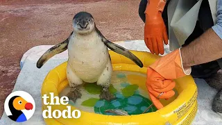 Download Watch This Guy Help A Baby Penguin Overcome Her Fear Of Water | The Dodo Saving The Wild MP3