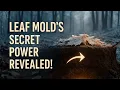 Lagu Leaf Mold Is NOT What You Think… The Real Soil Supercharger Revealed.